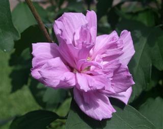 Purple Rose Of Sharon Flower