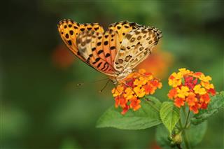 Butterfly On Lantana Plants