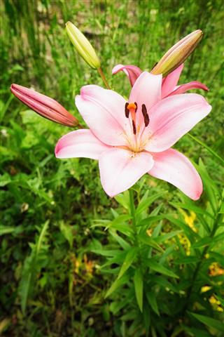 Hybrid Lily Flower