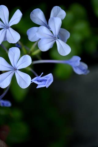 Star Shaped Blue Verbena Flower