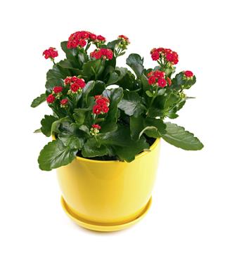 Kalanchoe Flower With Red Blossoms