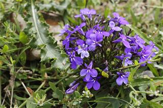 Purple Garden Lobelia