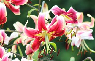 Pink Red And White Lily Flowers