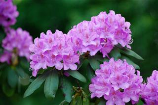 Purple Rhododendron Flowers