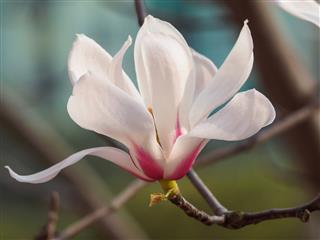 Magnolia Flowers Blooming