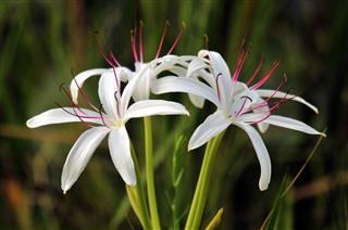 The Spider Lily