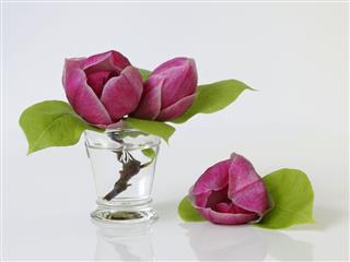 Magnolia Blossoms In A Vase