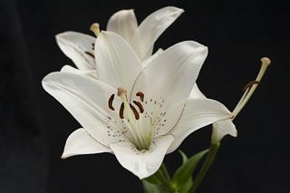 White Tiger Lily Flower