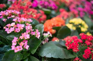 Kalanchoe Flowers In Different Colors