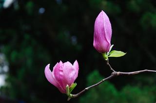 Blossoming Magnolia Flower