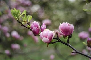 Pink Magnolia Branch