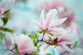 Magnolia Flowers