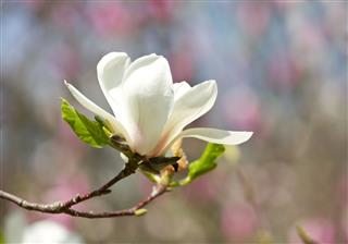 Magnolia Flowers Blossom