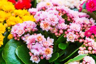 Vibrant Colorful Pink Kalanchoe Flowers