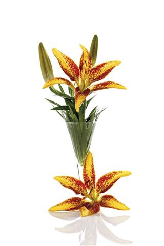 Tiger Lily Bloom In Vase