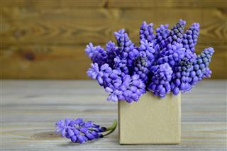Muscari Flowers Arranged In Gift Box