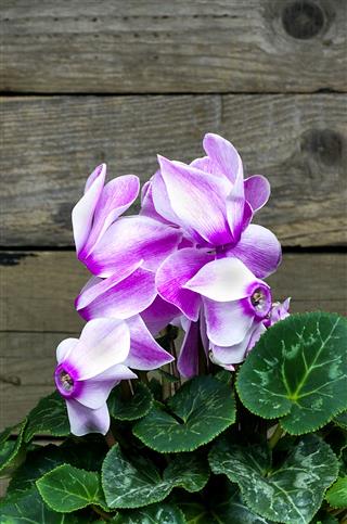 White And Purple Cyclamen Flower
