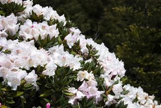 Rhododendron Flower Blossoms