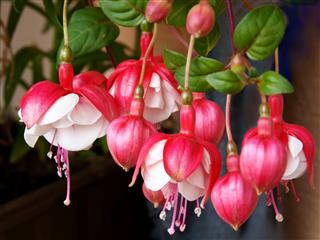 Red And White Flowers Of Fuchsia