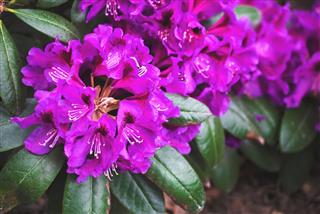 Purple Rhododendron Flowers