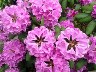 Rhododendron Bush With Flowers