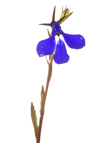 Single Lobelia Flower