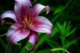 Purple Tiger Lily