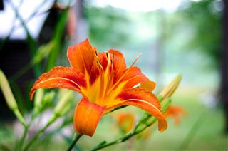 Fire Orange Tiger Lily In Morning
