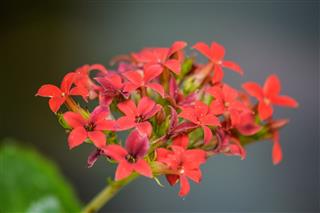 Red Kalanchoe In Bloom