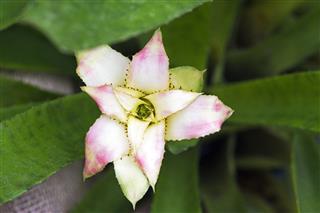 White Bromeliad Flower