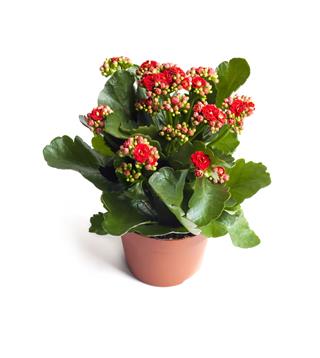 Kalanchoe Flower In Pot