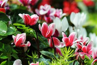 Colorful White And Pink Cyclamen Flowers