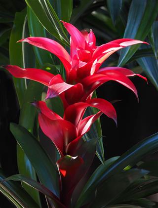 Backlit Red Neoregela Bromeliad