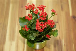 Red Kalanchoe Flowers