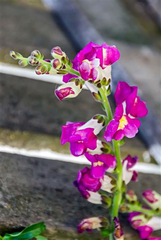 Purple Snapdragon Flower In Garden