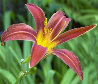 Daylily Hemerocallis Lily