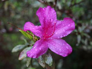 Azalea Flower With Drops Of Water