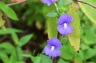 Purple Brazilian Snapdragon Flowers