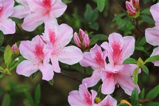 Beautiful Pink Rhododendron Flowers