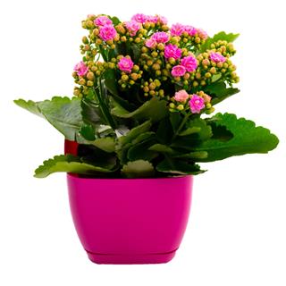 Pink Kalanchoe Flower In A Pot