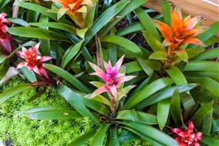 Colorful Bromeliad