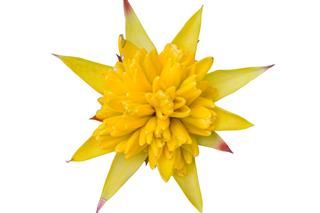Yellow Bromeliad Flower
