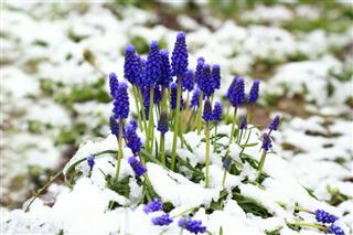 Grape Hyacinth Flower In Snow