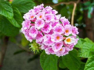 Lantana Colorful Flower