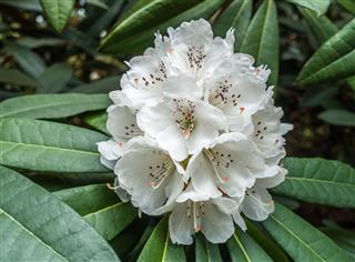 White Rhododendron Macro