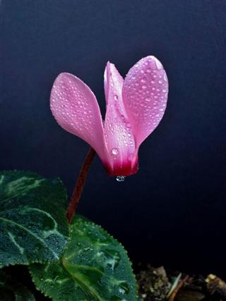 Pink Cyclamen With Raindrops