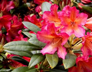 Bright Pink And Red Rhododendrons