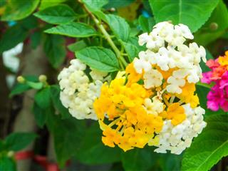 Lantana Colorful Flower