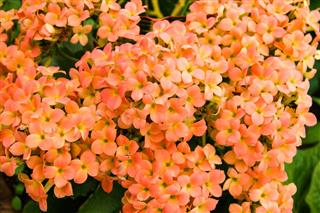 Orange Kalanchoe Flowers In Bloom