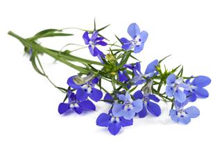 Blue Lobelia Flowers